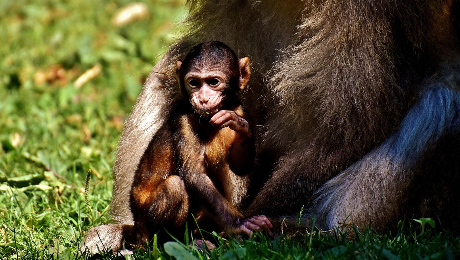 Nikon D7200 sample photo. Baby monkey, barbary ape photography