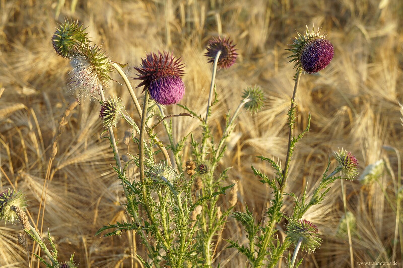 Sony Alpha NEX-5 sample photo. Grain, wild flowers, summer photography