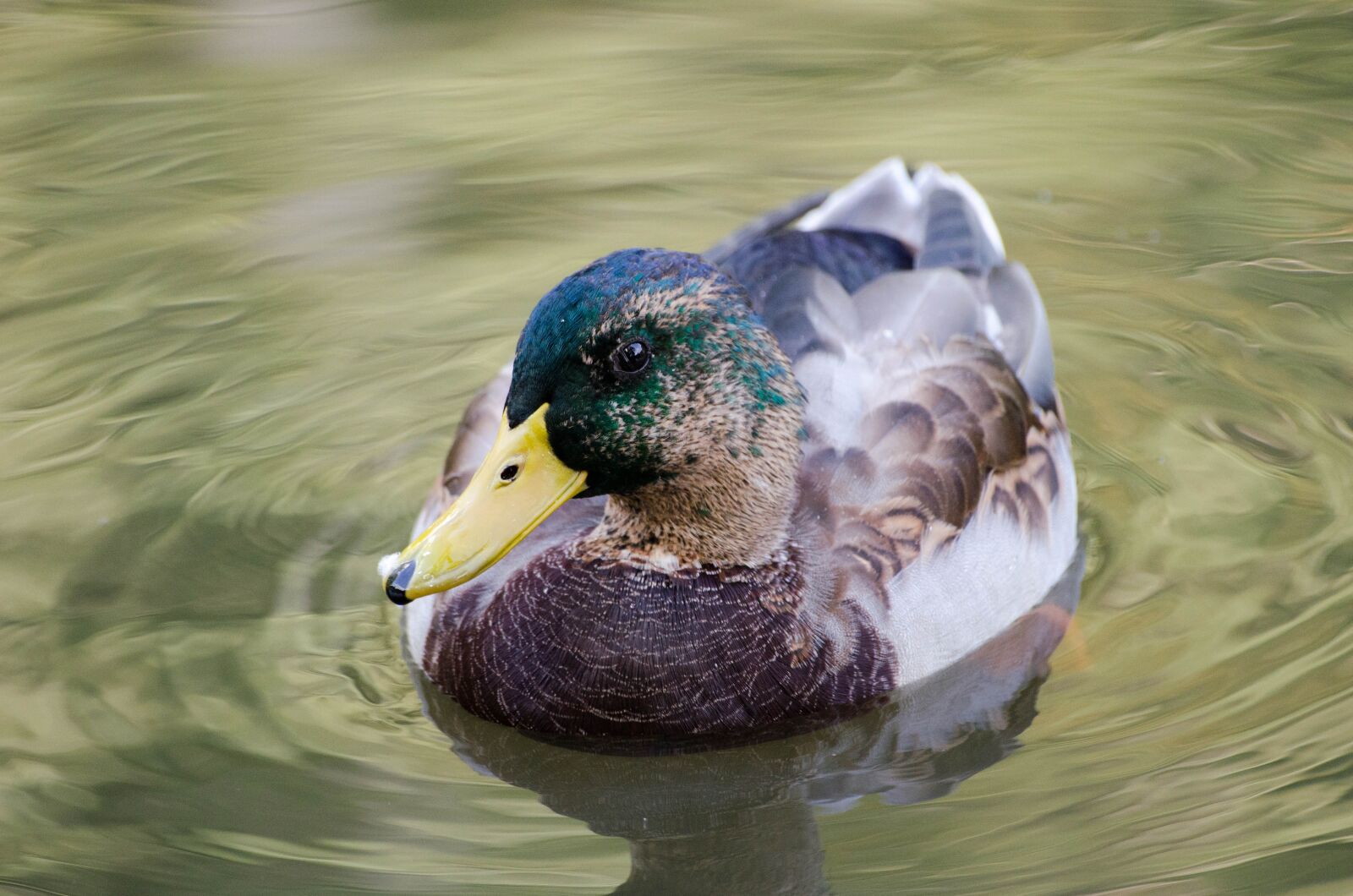 Nikon D5100 sample photo. Duck, water, nature photography