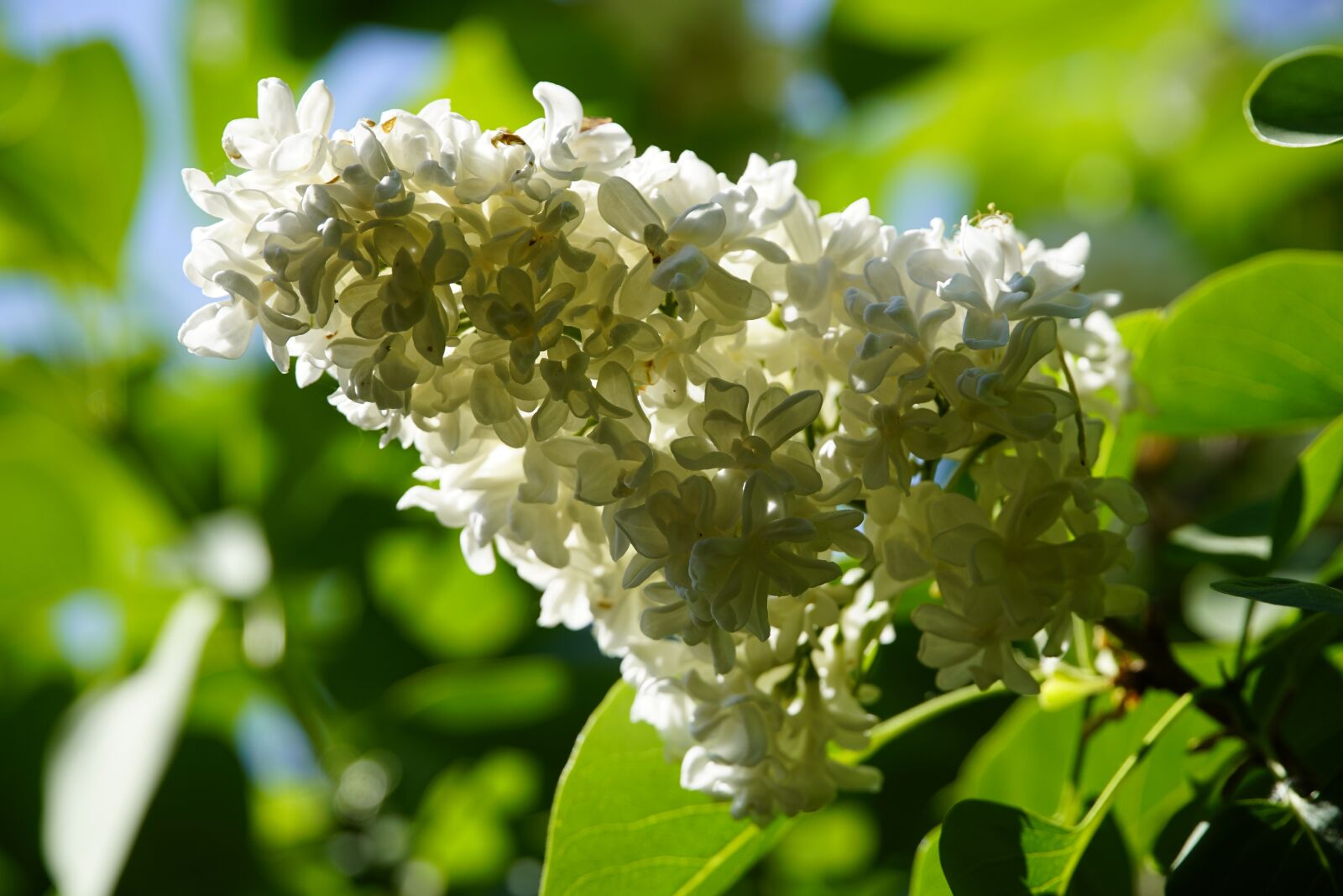 Sony a7R II + Sony E PZ 18-105mm F4 G OSS sample photo. Syringa, white, flower photography