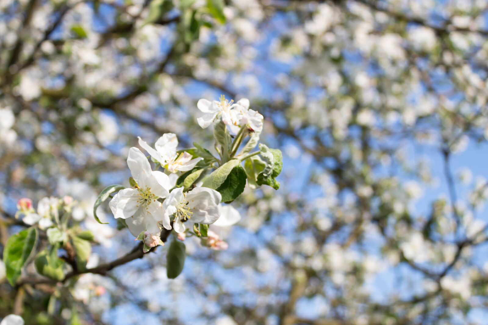 Canon EOS 1300D (EOS Rebel T6 / EOS Kiss X80) sample photo. Tree, branch, flower photography