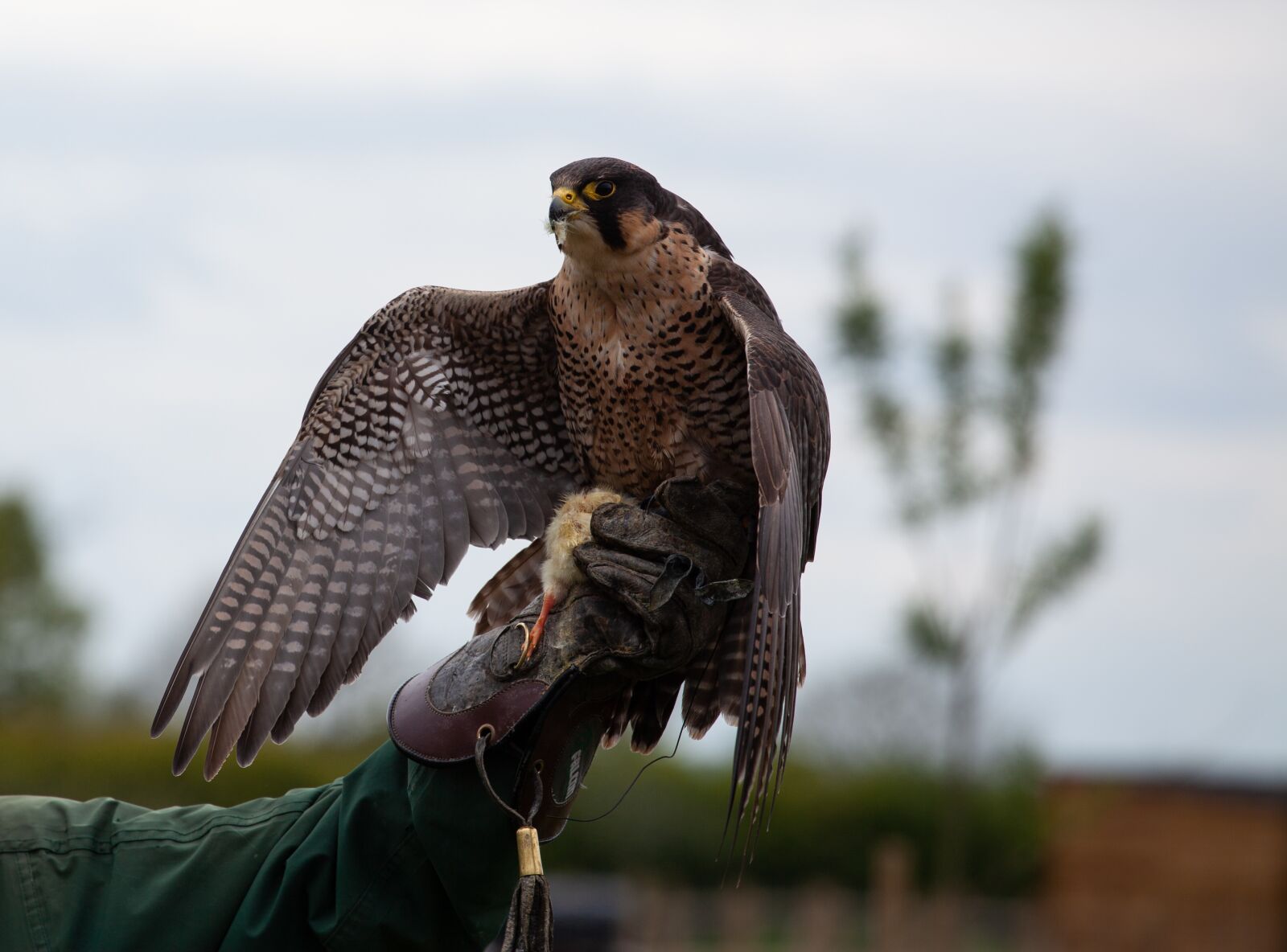 Canon EOS 5D Mark II sample photo. English falcon, falcon on photography