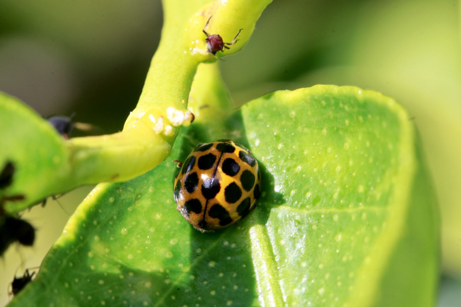 Canon EOS 400D (EOS Digital Rebel XTi / EOS Kiss Digital X) sample photo. Ladybird, ladybug, aphid photography
