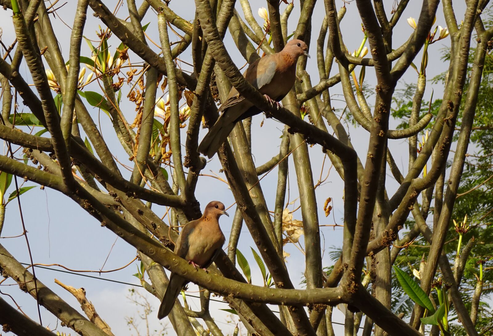 Sony DSC-WX800 sample photo. Dove, bird, laughing dove photography