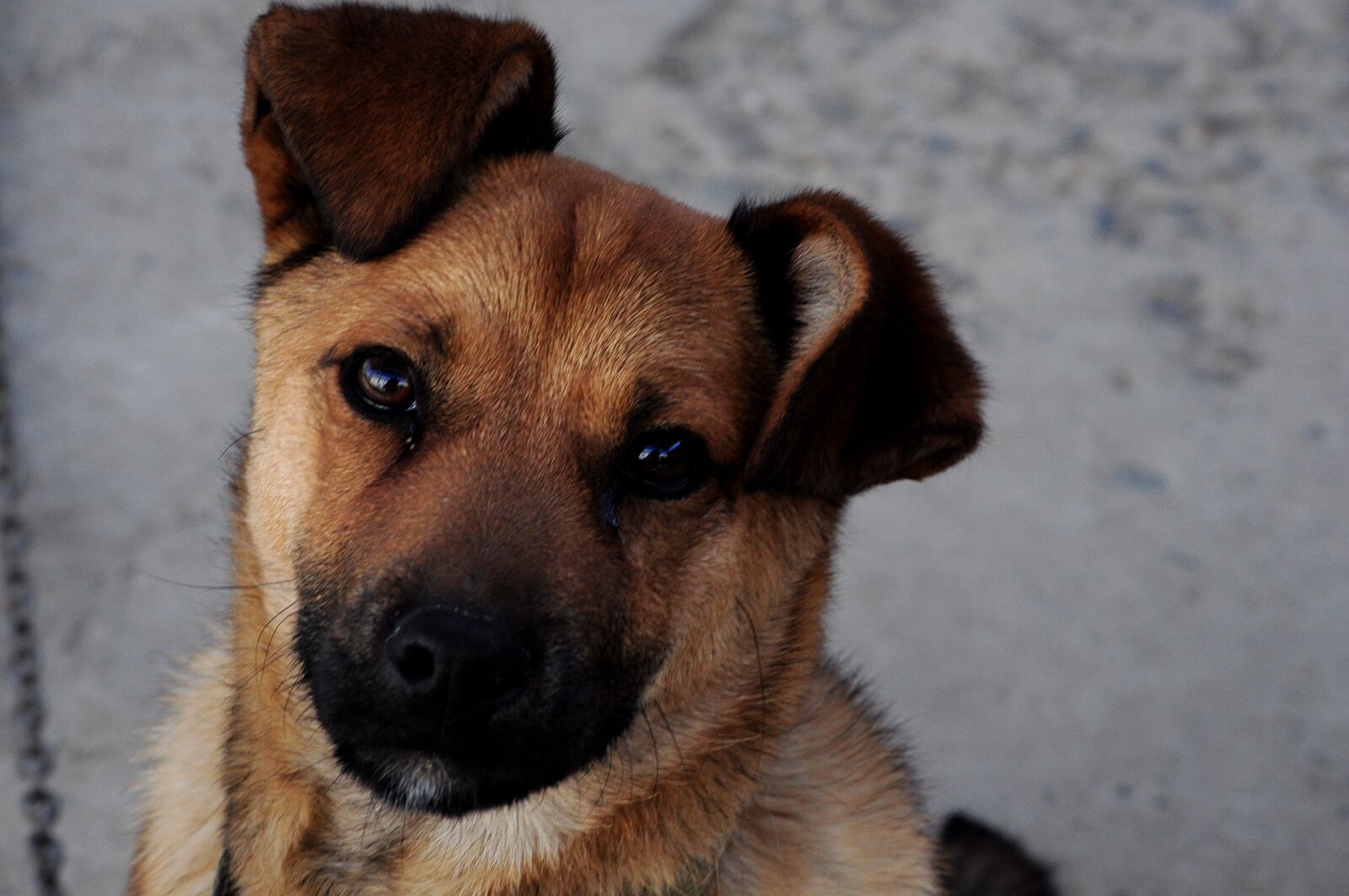 Nikon D90 sample photo. Dog, dog look, dog photography