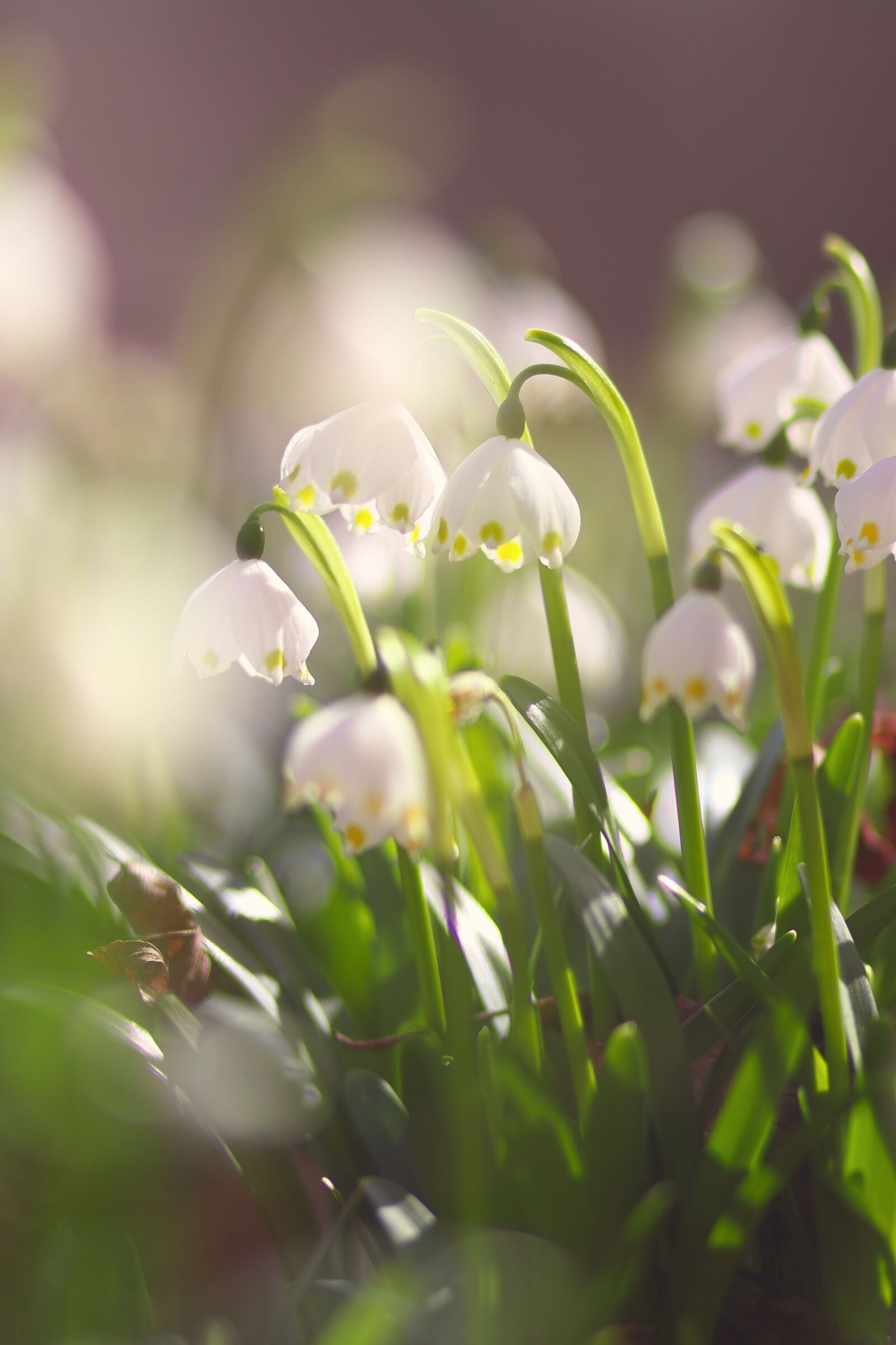Canon EOS 77D (EOS 9000D / EOS 770D) + Canon EF 85mm F1.8 USM sample photo. Snowflake, spring, nature photography