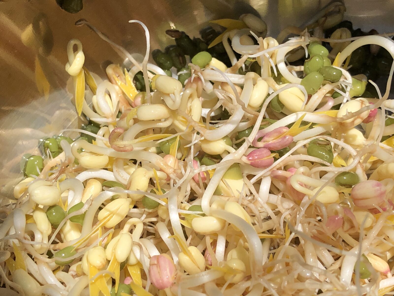 iPhone X back dual camera 4mm f/1.8 sample photo. Bean sprout, sprout, vegetables photography