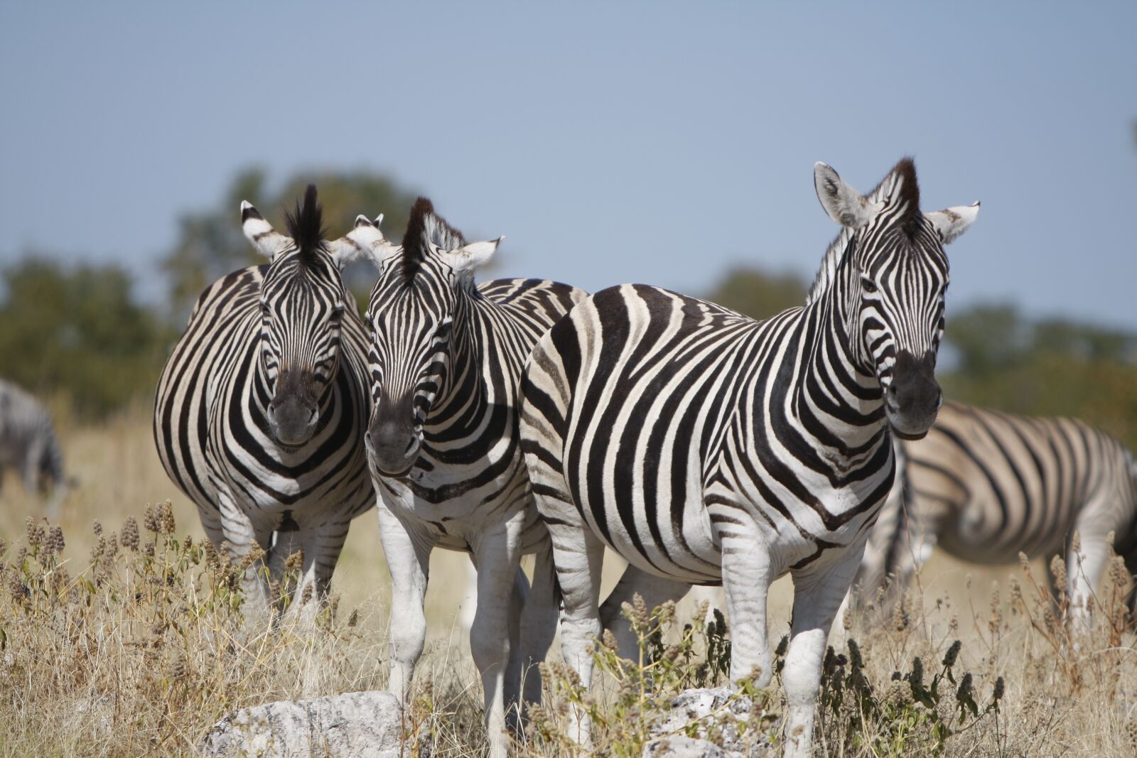 Canon EOS 40D sample photo. Namibia, etosha national park photography