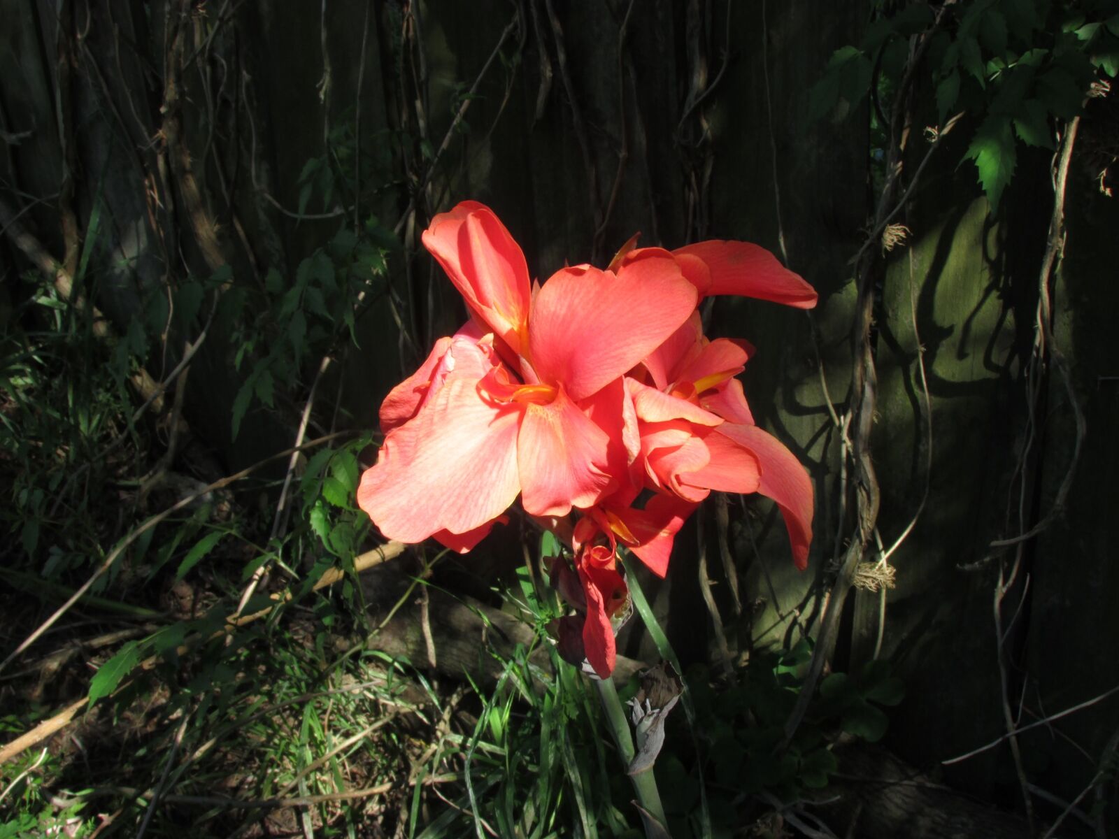 Canon PowerShot SX500 IS sample photo. Plant, salmon, canna, twilight photography