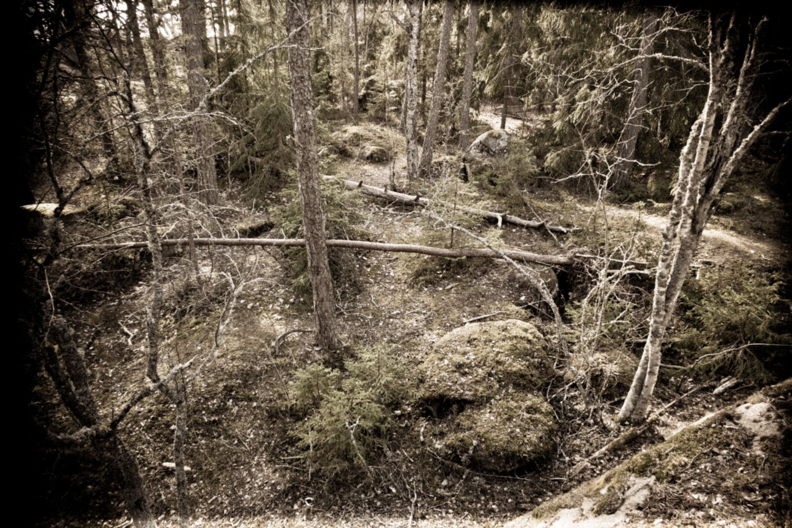 Canon PowerShot G7 X Mark II sample photo. Forest, finland, finnish forest photography