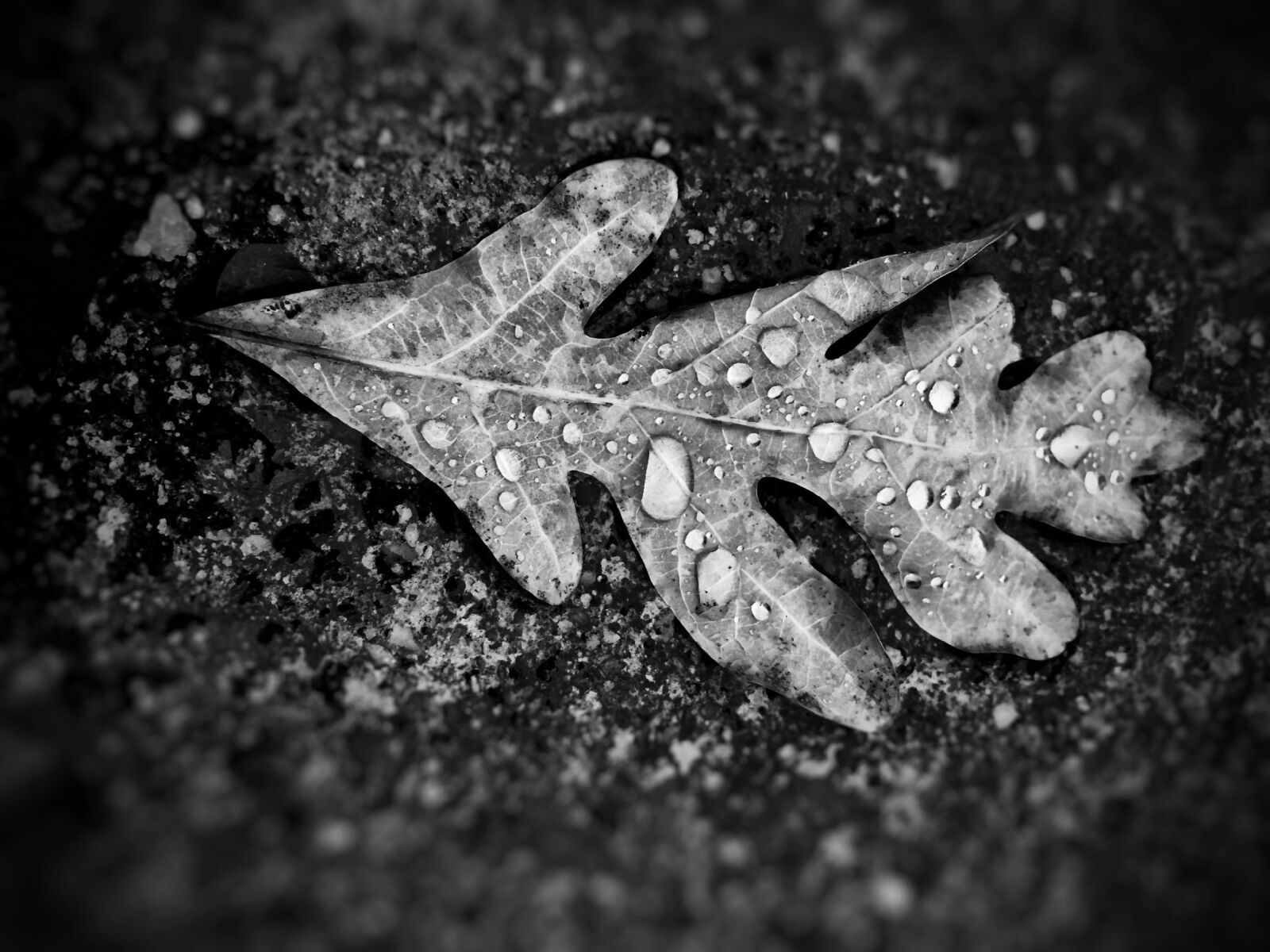 iPhone 5s back camera 4.15mm f/2.2 sample photo. Leaf, rain, raindrop photography