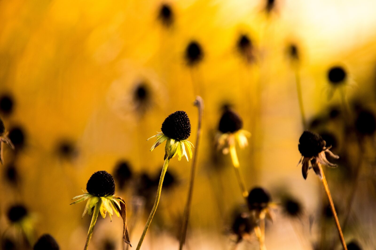 Nikon D3300 sample photo. Flower, nature, plant photography