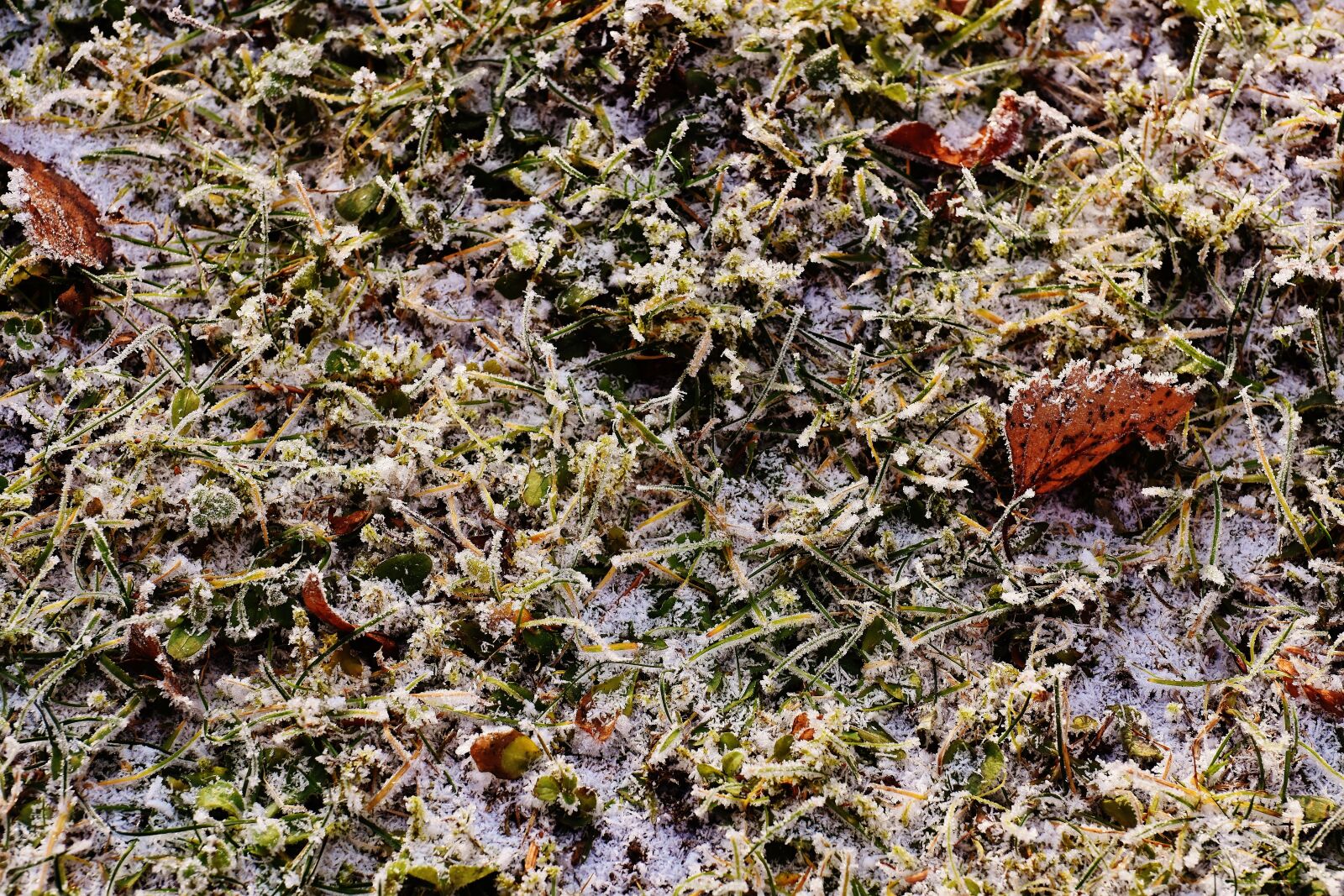 Nikon D7200 sample photo. Leaves, winter, frost photography