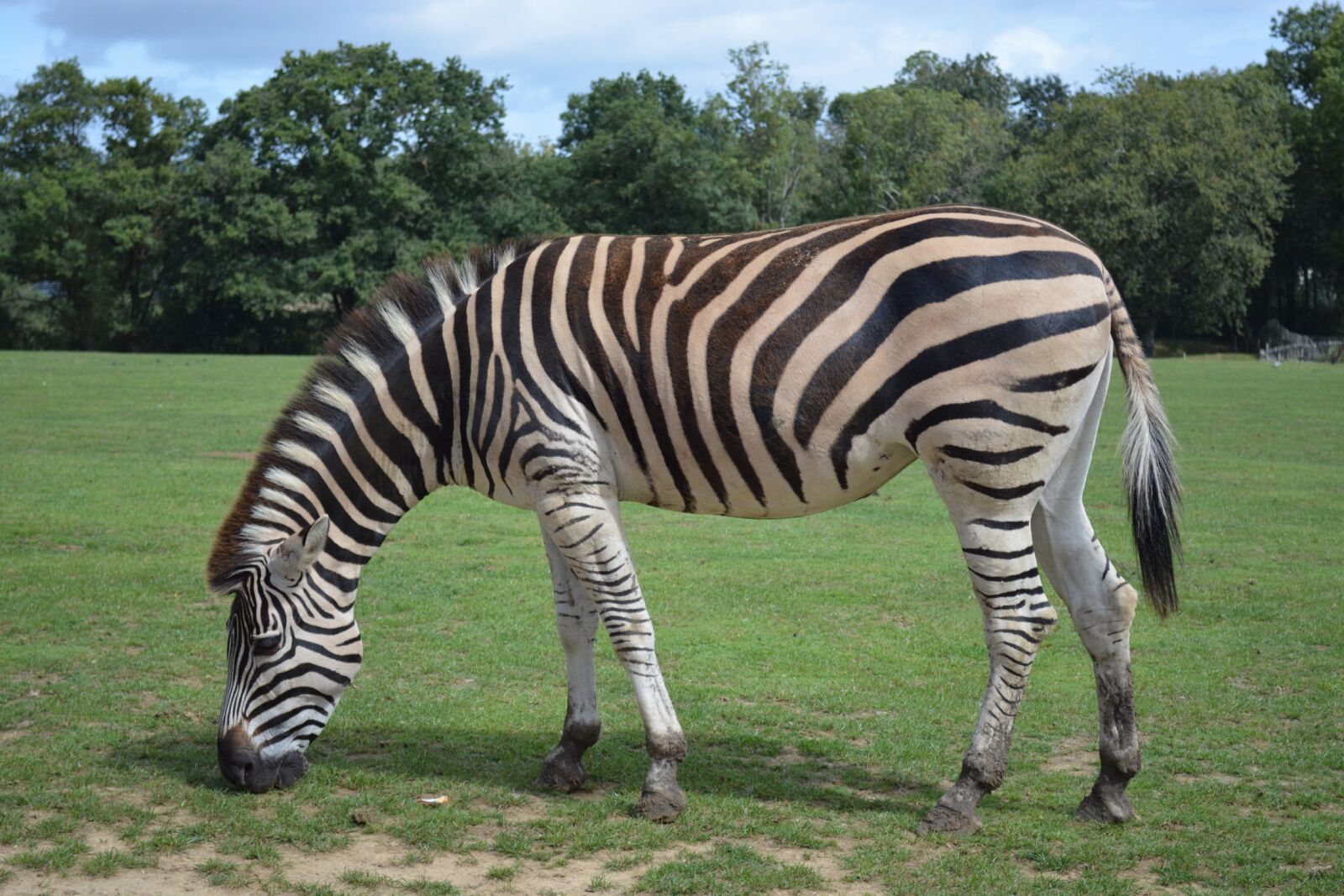 Nikon D5200 sample photo. Zebra, stripes, animal photography
