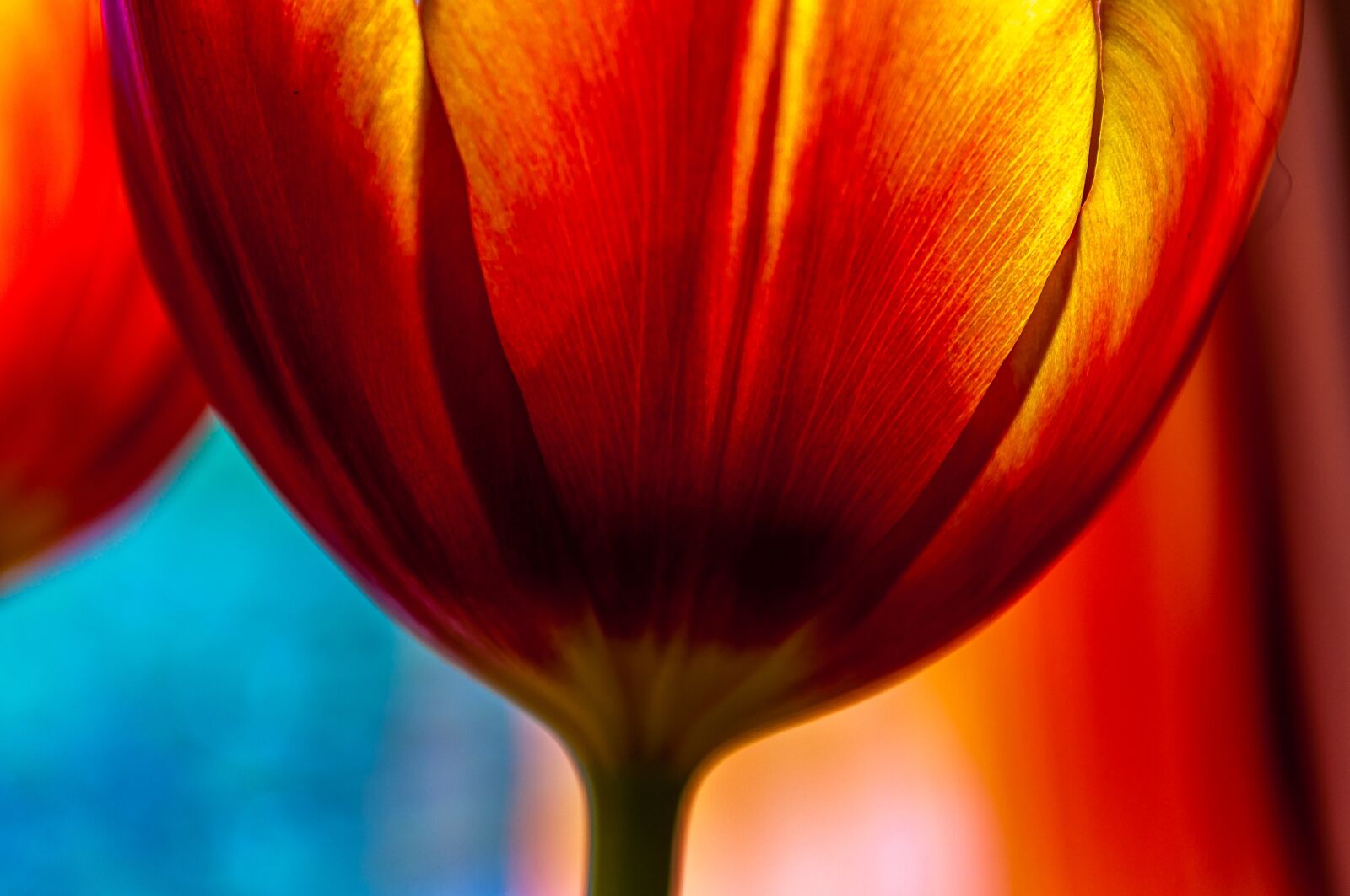 Nikon D90 sample photo. Tulip, red, flower photography