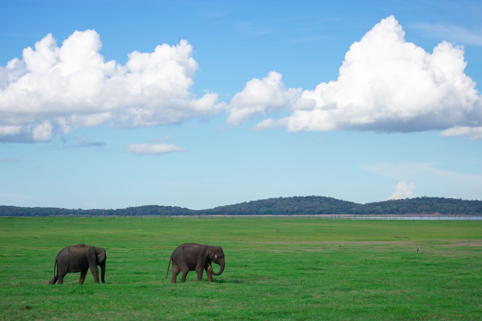 Nikon D3400 sample photo. Elephant, safari, green photography