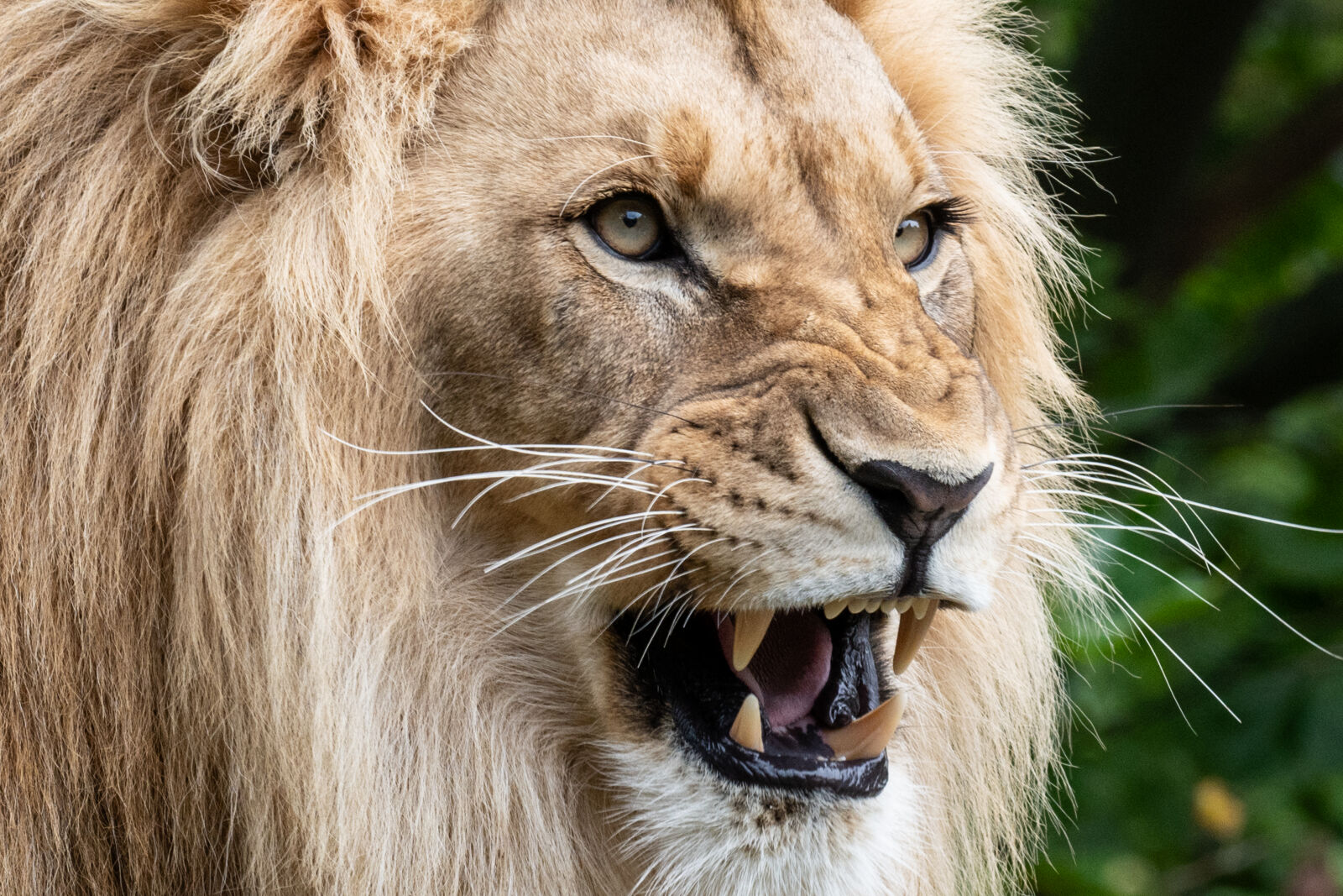 Nikon D850 sample photo. African lion photography
