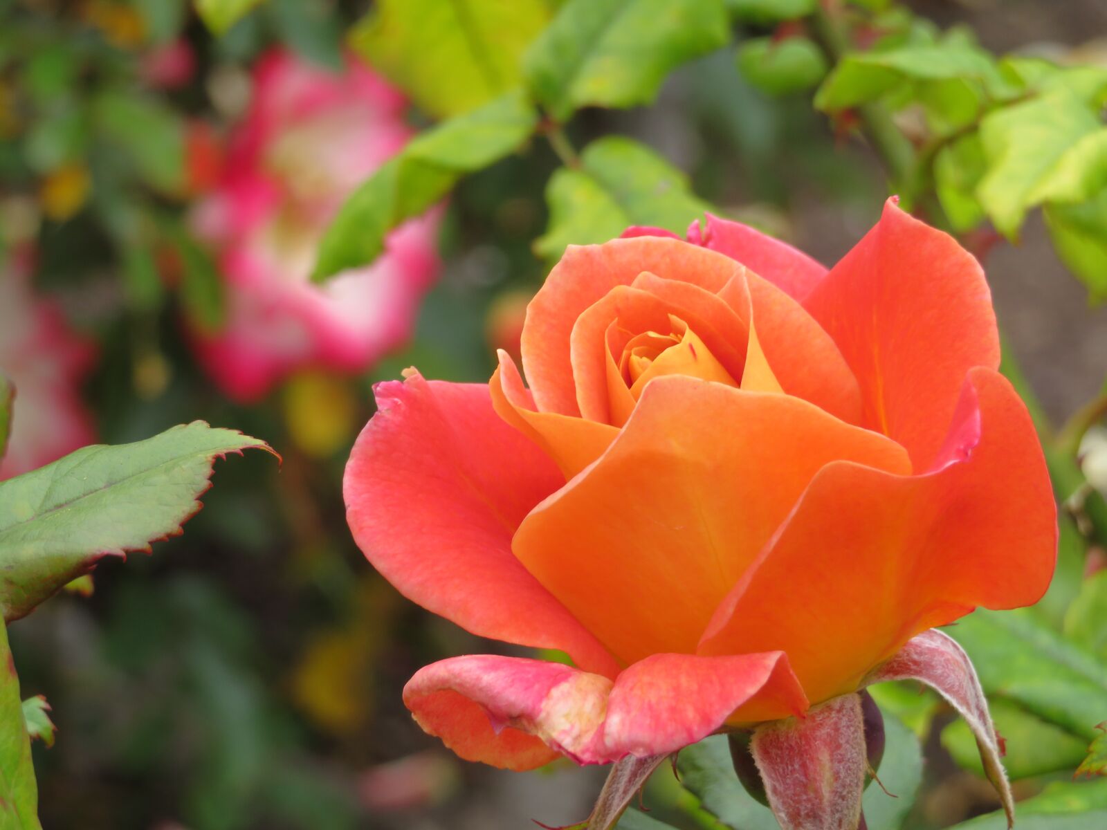 Canon PowerShot SX720 HS sample photo. Floral, rose, orange photography