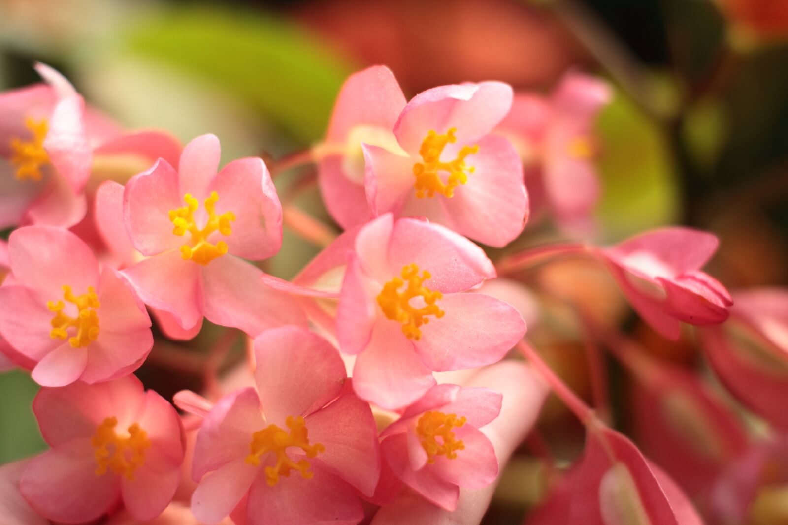 YN50mm f/1.8 II sample photo. Flowers, flower, petal photography