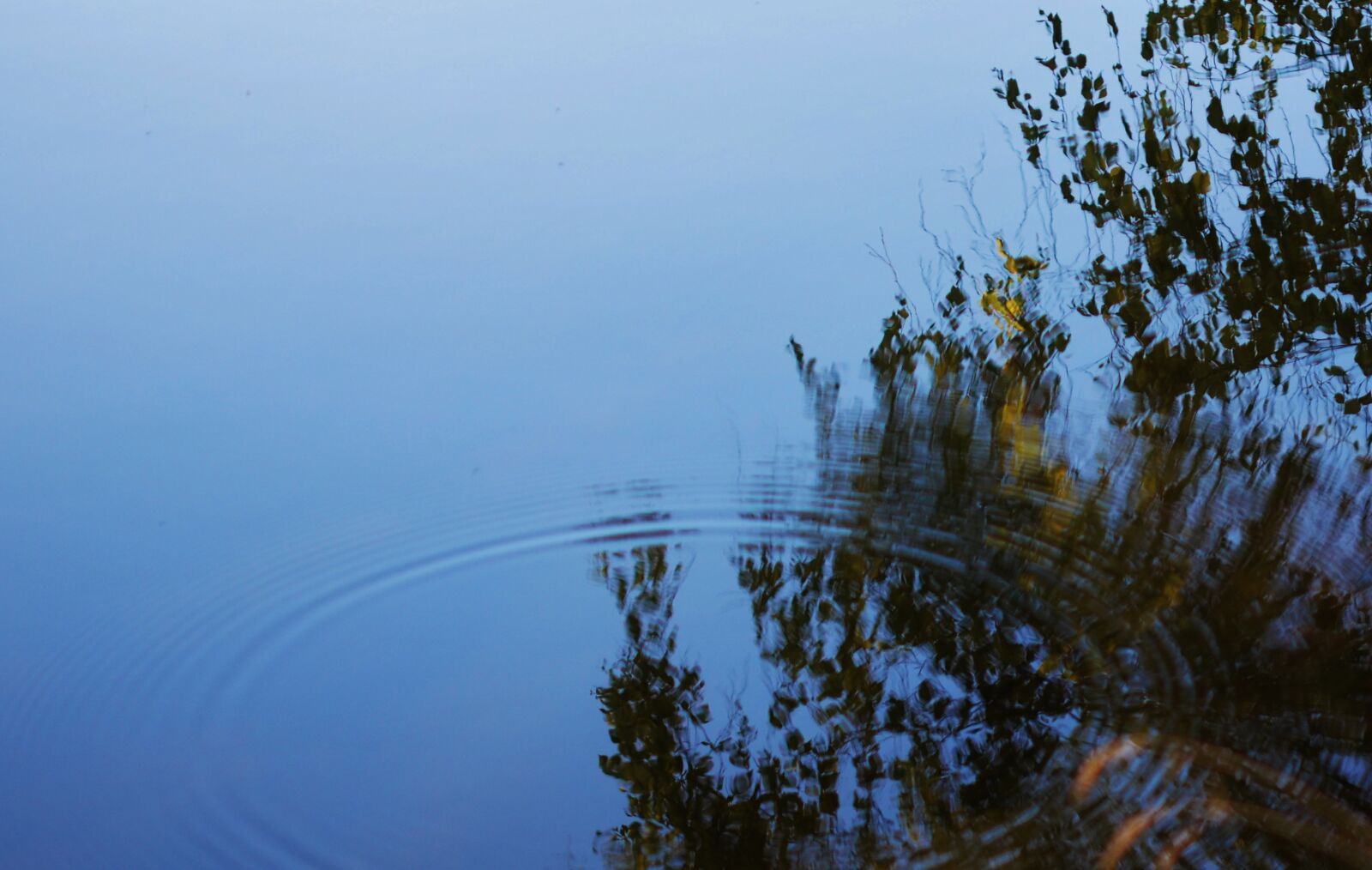 Nikon D7000 sample photo. Water, tree, nature photography