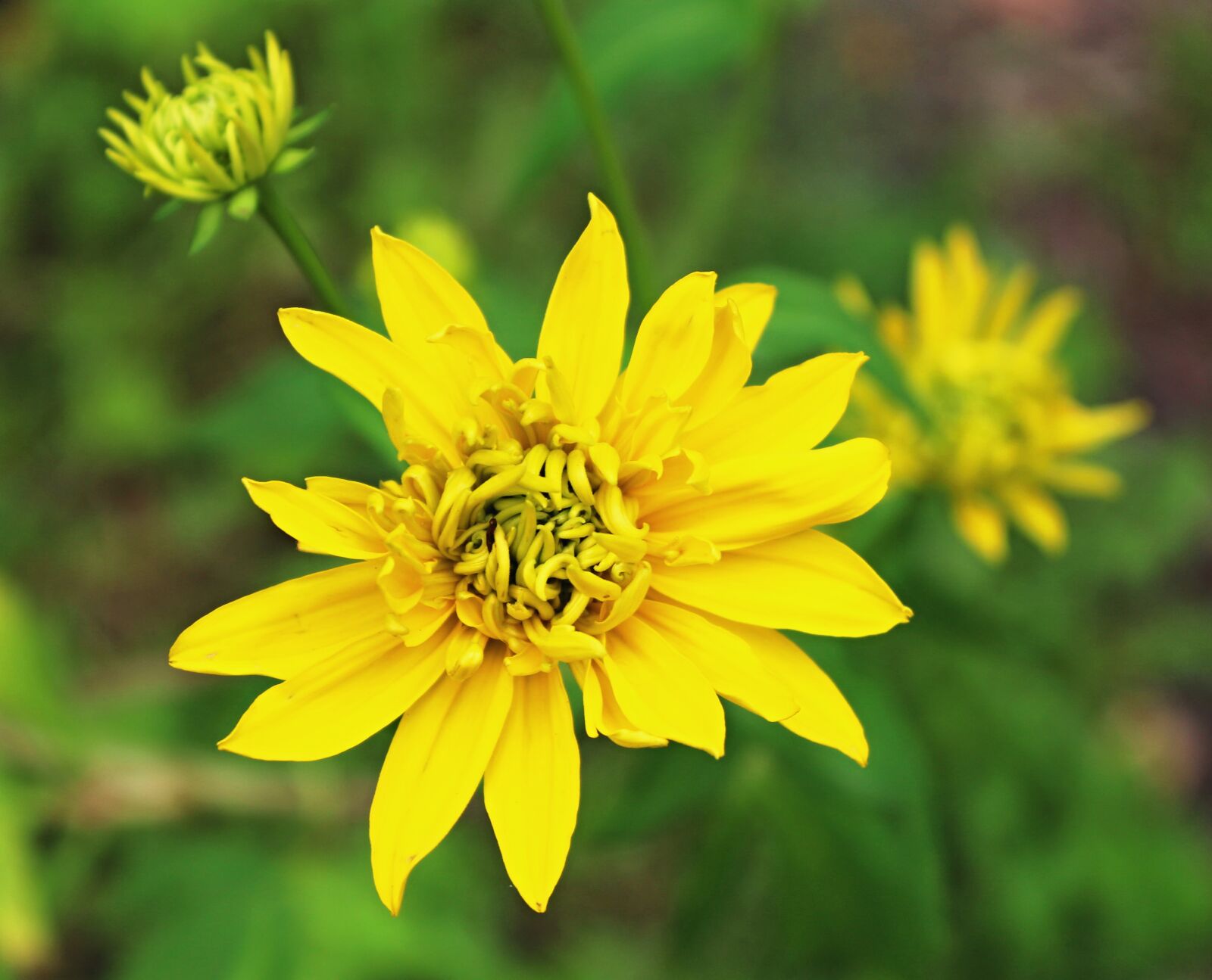 Canon EOS 100D (EOS Rebel SL1 / EOS Kiss X7) sample photo. Macro, nature, detail photography