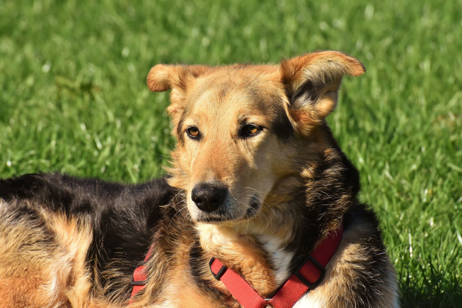 Nikon D7200 sample photo. Dog, fur, animal photography