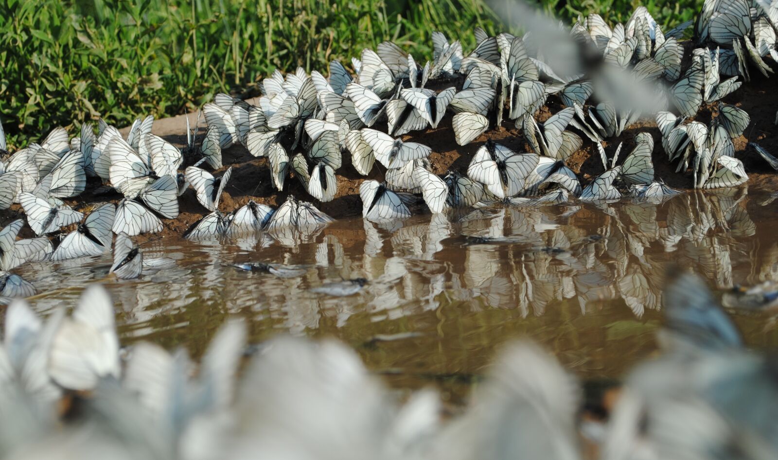 Nikon D3000 sample photo. Nature, water, background photography