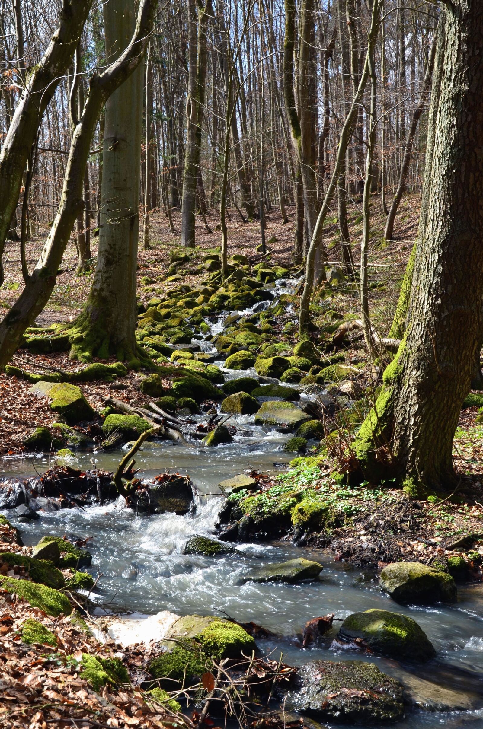 Nikon D5100 sample photo. Creek, forest, wood, moss photography