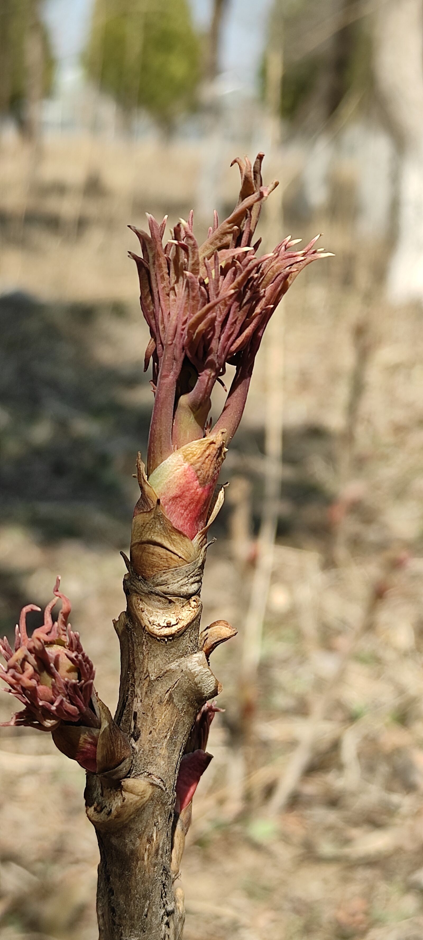 Xiaomi Redmi K30 5G sample photo. Peony, peony leaf, peony photography