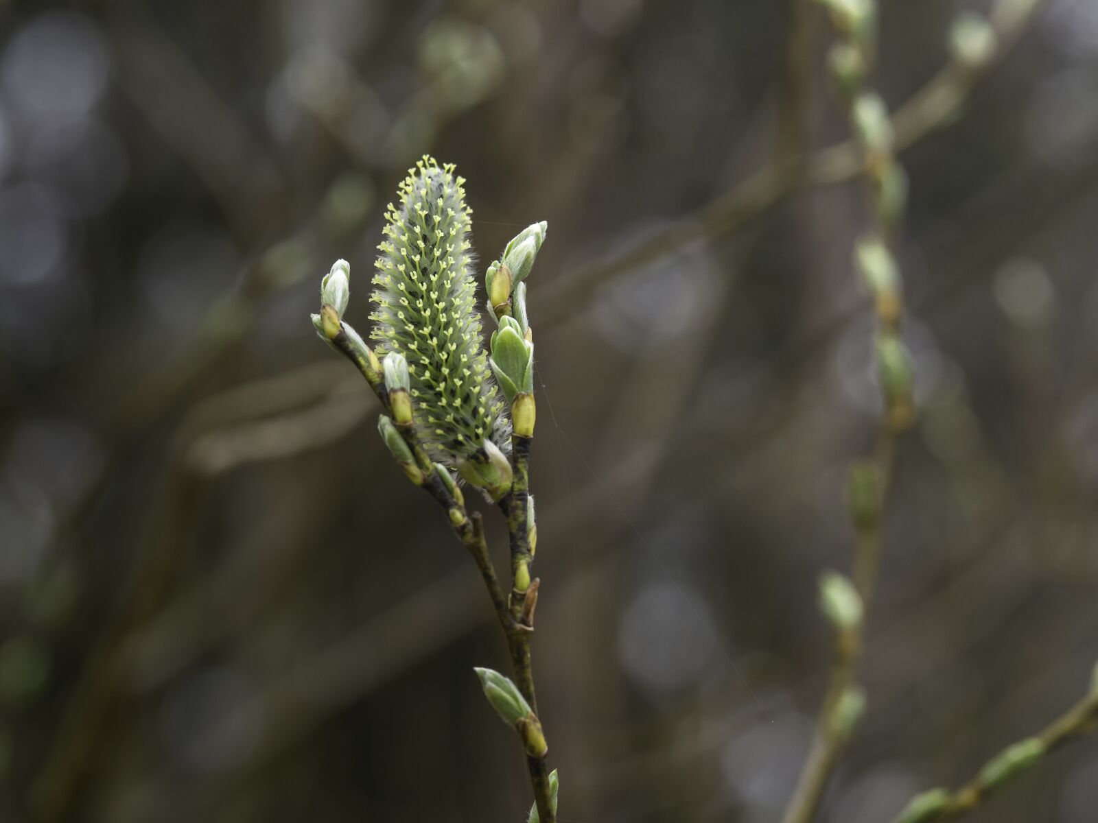 Olympus OM-D E-M10 II + Sigma 60mm F2.8 DN Art sample photo. Catkin, willow, flowers photography