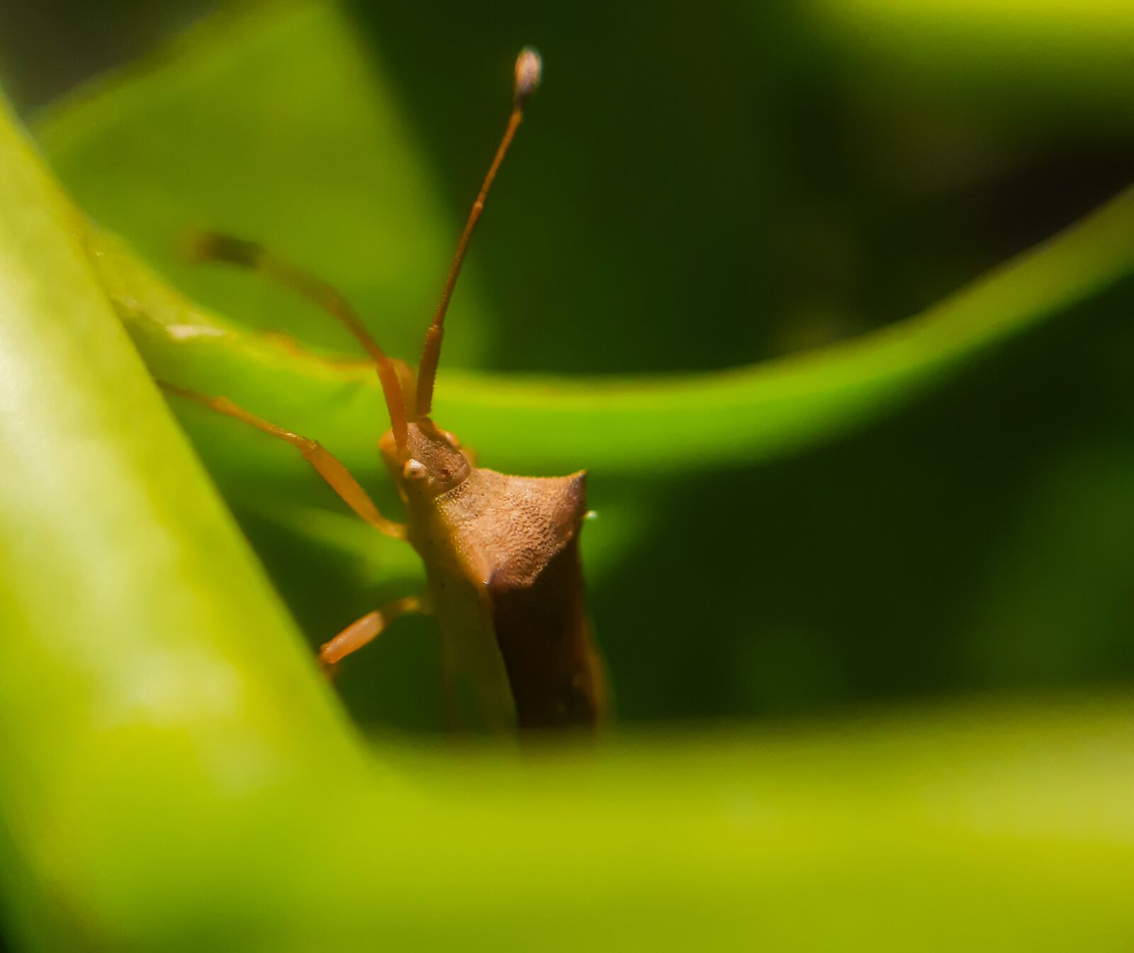 Samsung SM-A307FN sample photo. Boxbug, insect, macrophoto photography