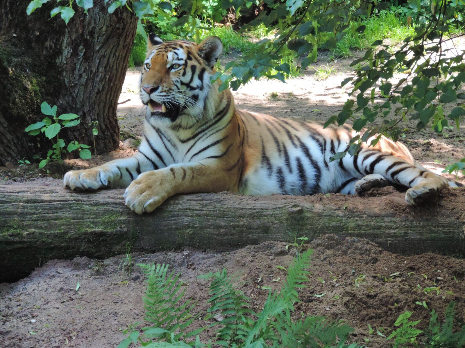 Nikon Coolpix P520 sample photo. Tiger, big cat, portrait photography