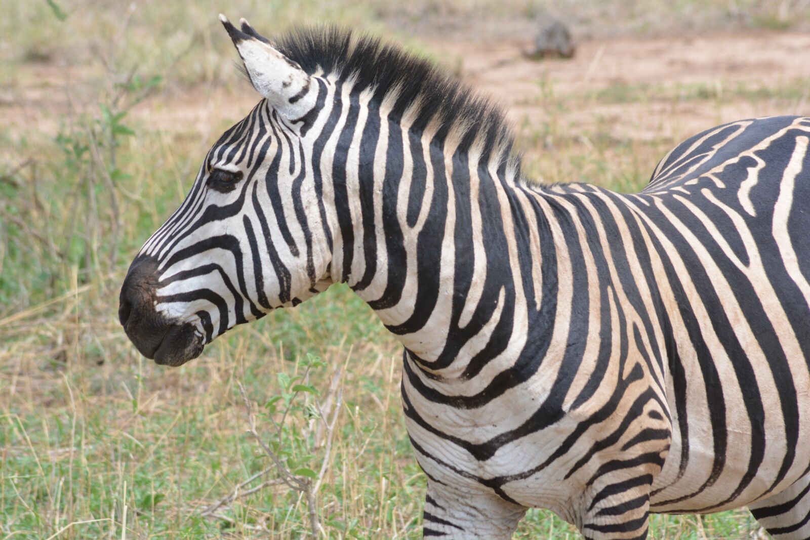 Nikon D5200 sample photo. Zebra, safari, africa photography