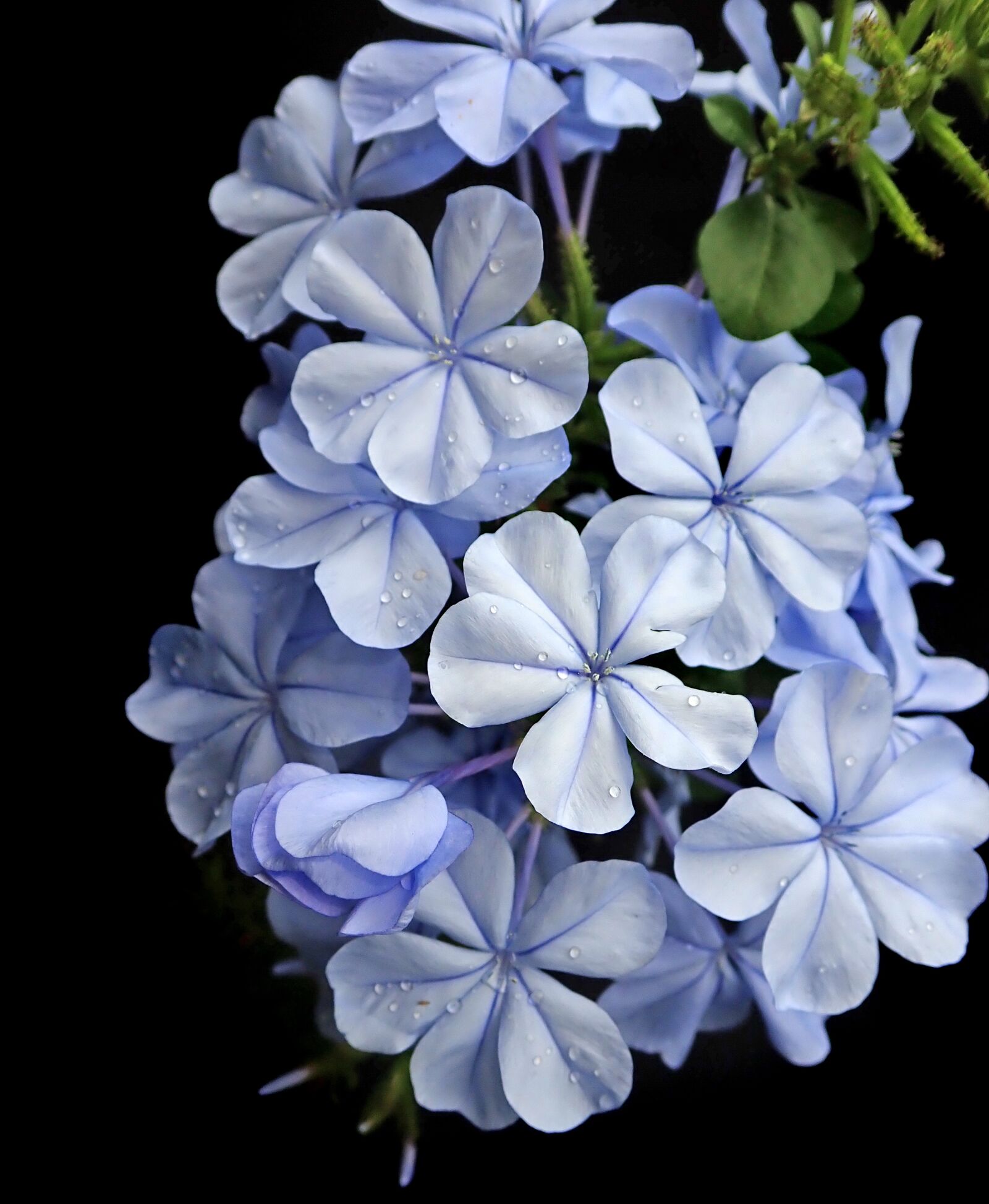 Olympus TG-5 sample photo. Flower, blue, plumbago photography