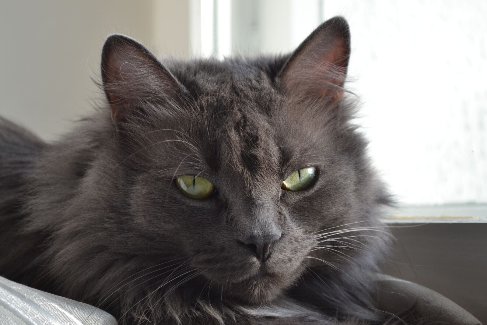 Nikon D3100 sample photo. Cat, gray cat, nature photography