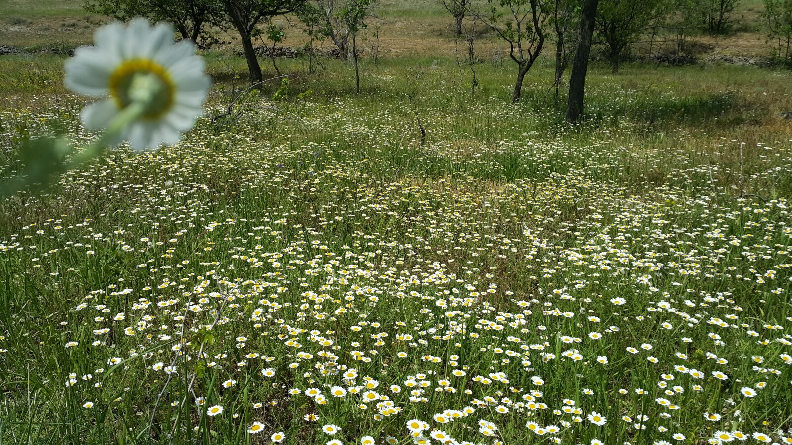 Samsung Galaxy Note4 sample photo. Daisy, spring, garden photography