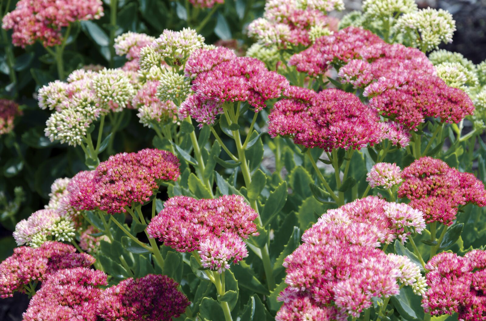 Nikon D7000 sample photo. Pink, sedum, blossoms photography