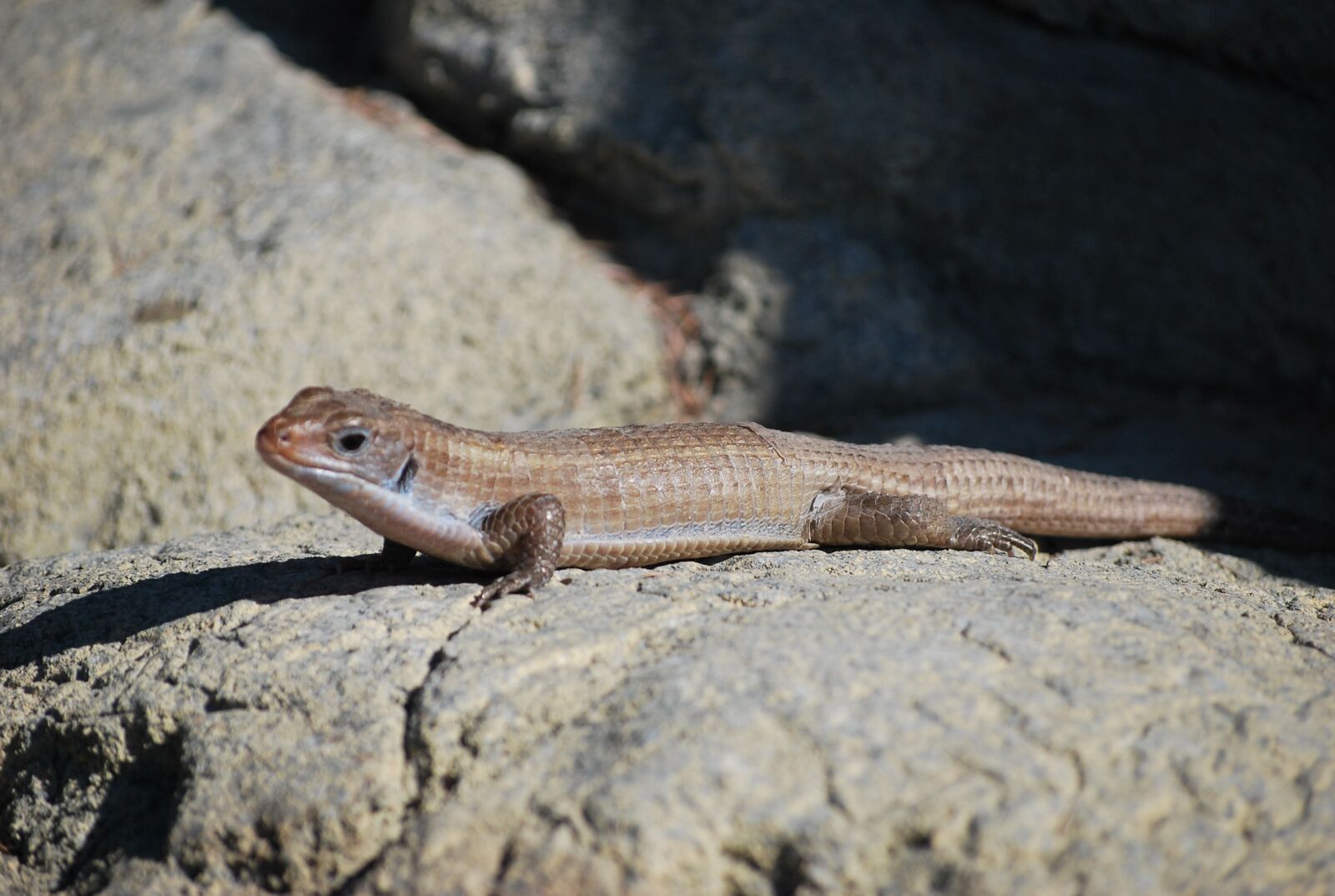 Nikon D60 sample photo. Lizard, skink, reptile photography
