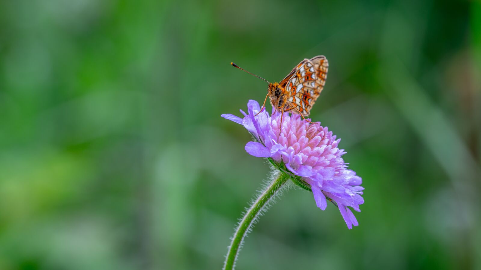 Sony a7R II + Canon EF 100mm F2.8L Macro IS USM sample photo. Butterfly, the metalmark, flower photography
