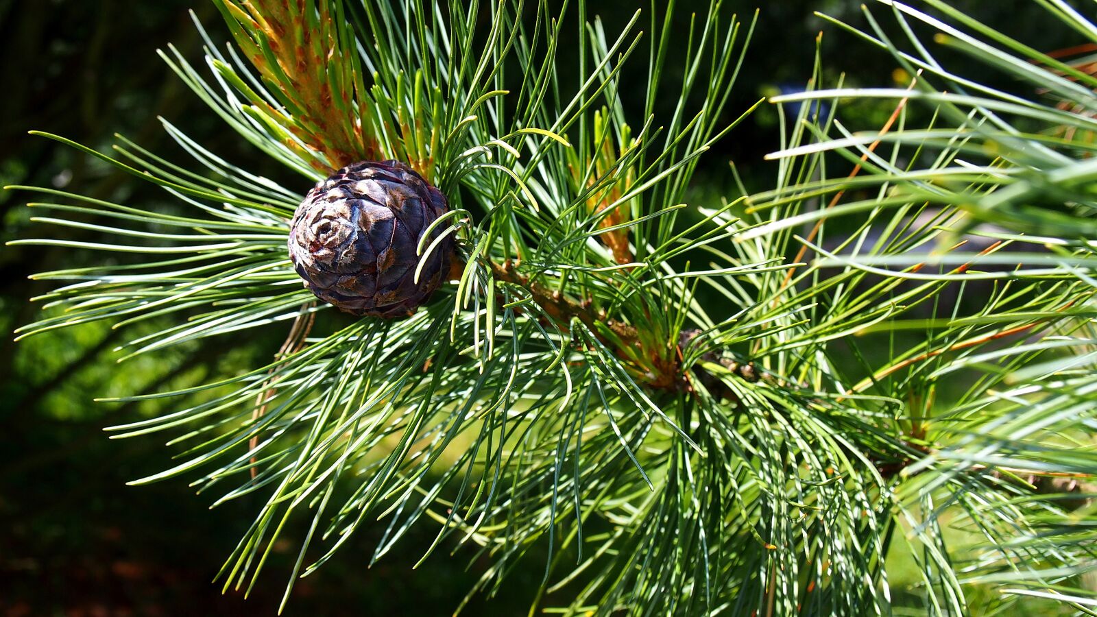 Olympus PEN E-PL6 sample photo. Pine cone, iglak, tree photography
