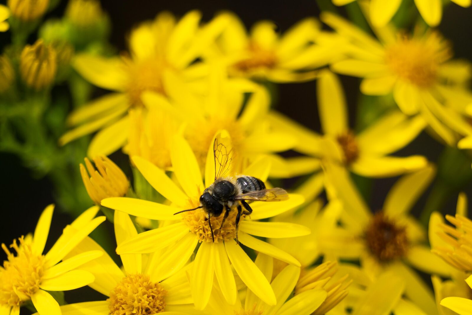 Sony E 55-210mm F4.5-6.3 OSS sample photo. Mining bee, bee, flower photography