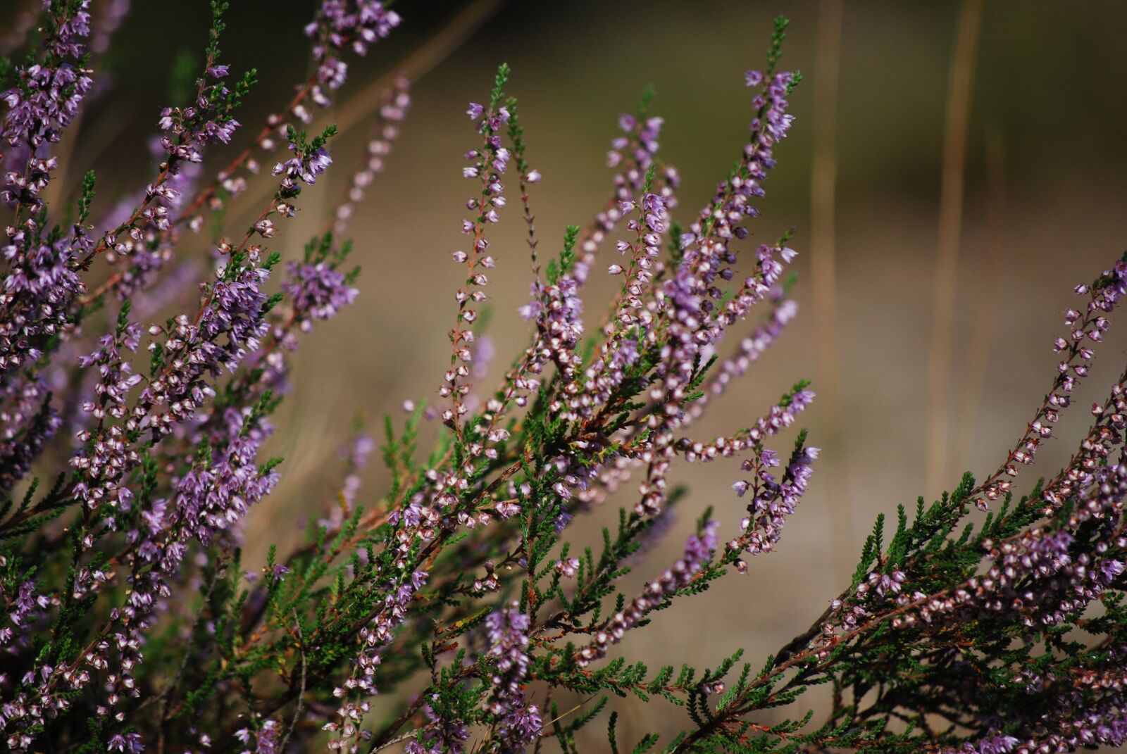 Nikon D40X sample photo. Heather, flowers, pink photography