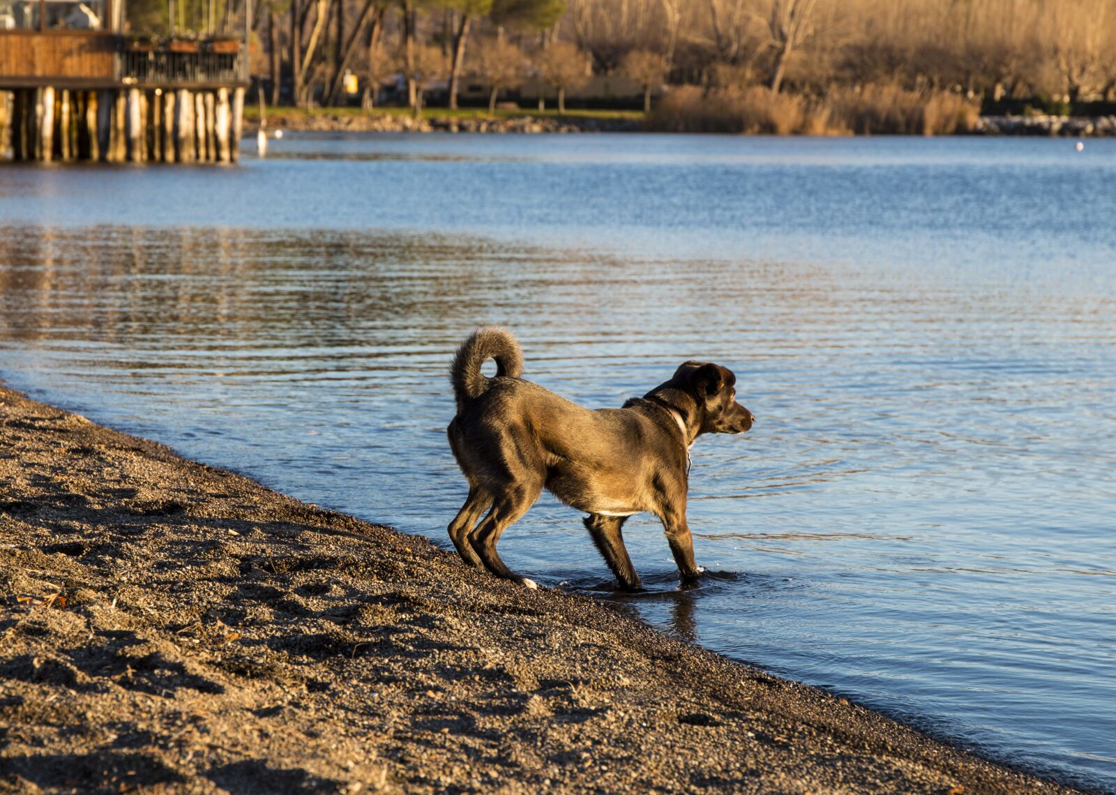 Canon EOS 70D + Canon EF 24-70mm F4L IS USM sample photo. Dog, lake, sunset photography