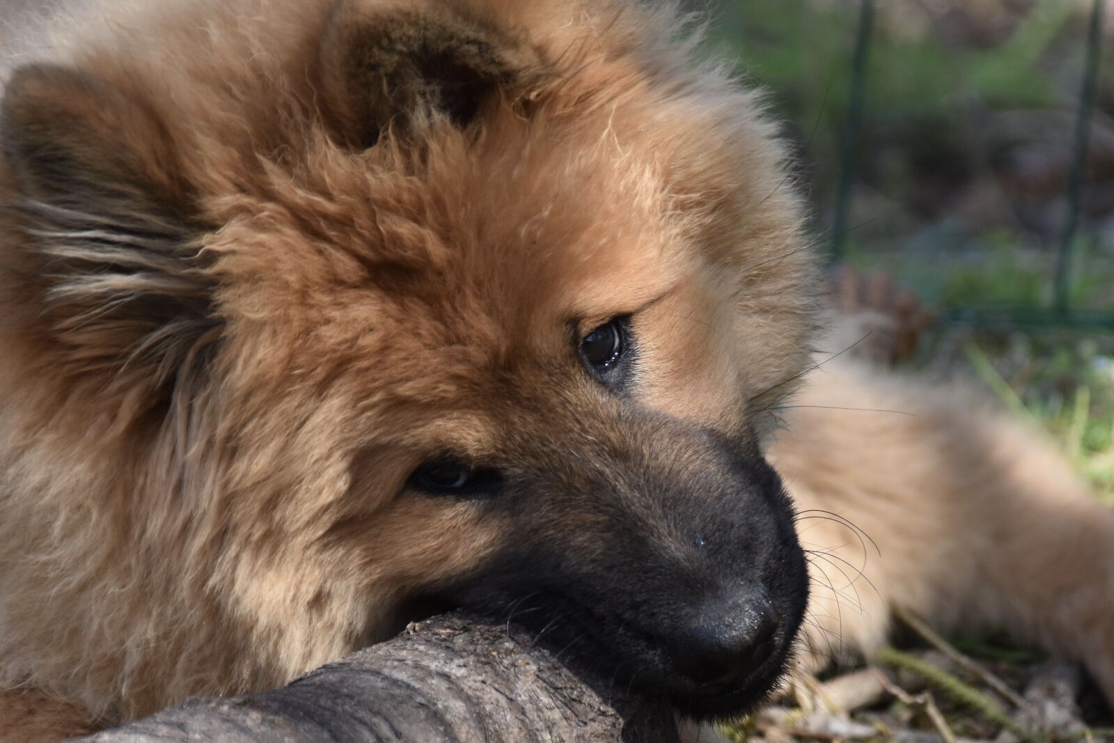 Nikon D5600 sample photo. Dog, dog eurasier, bitch photography