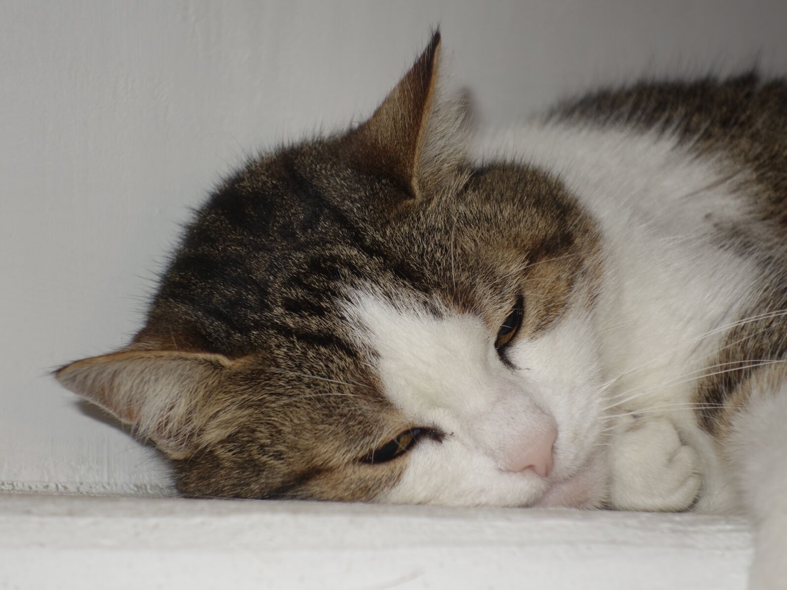 Sony Cyber-shot DSC-RX100 II sample photo. Cat, rest, relaxation photography
