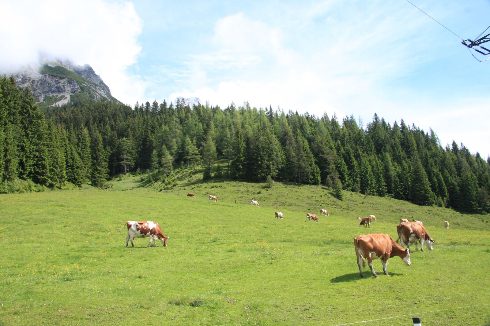 Canon EOS 40D sample photo. Alm, cattle, rural photography