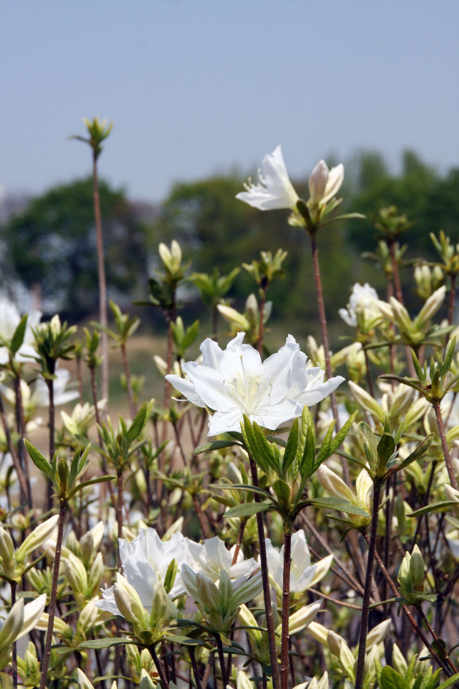 Canon EOS 40D sample photo. Azaleas flower, azalea, flowers photography