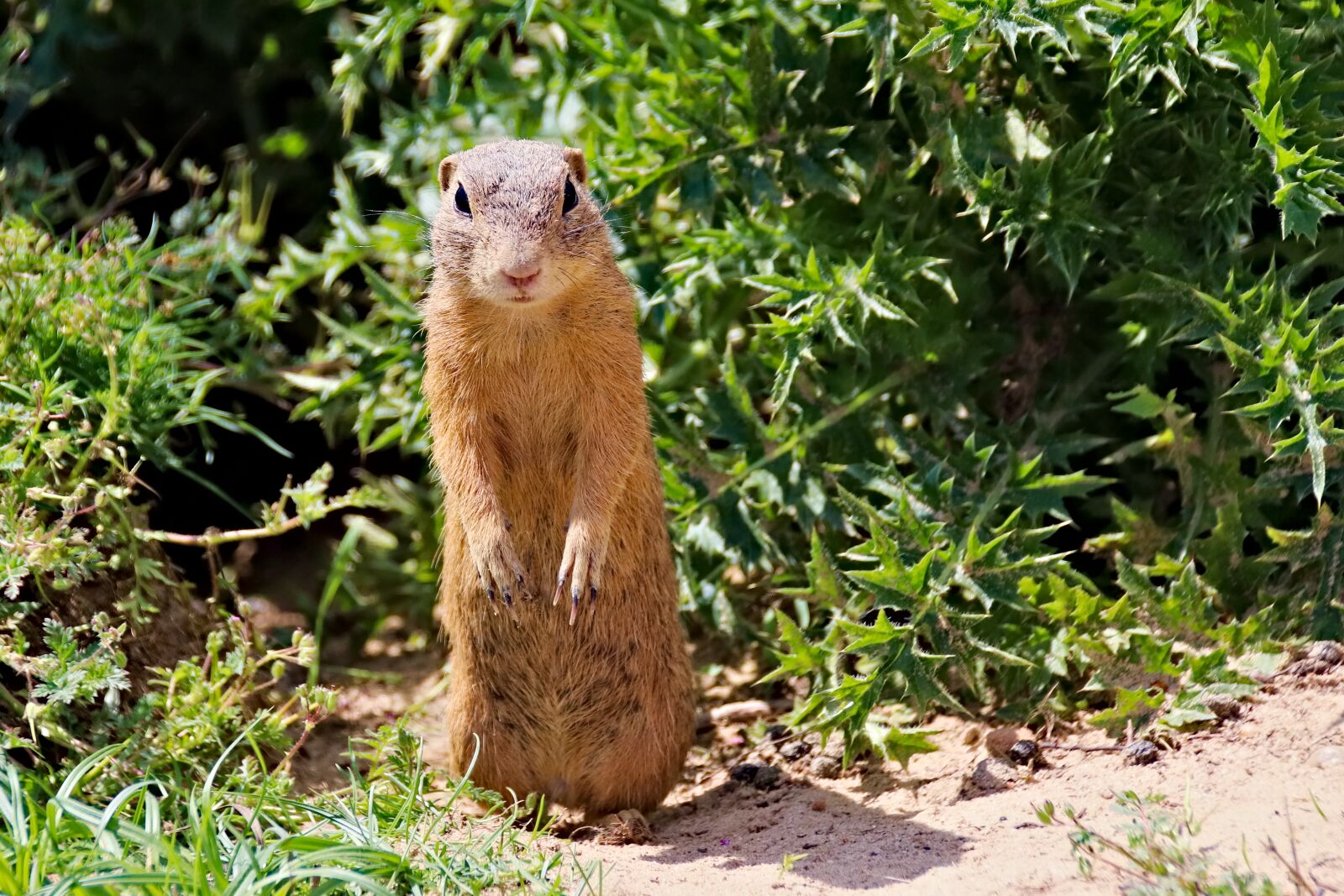 Canon EOS 77D (EOS 9000D / EOS 770D) sample photo. Gopher, rodent, standing photography