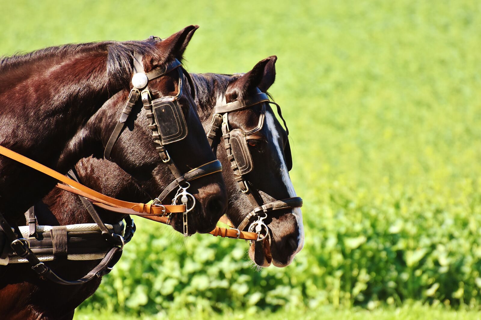 Nikon D7200 sample photo. Horses, coach, horse drawn photography