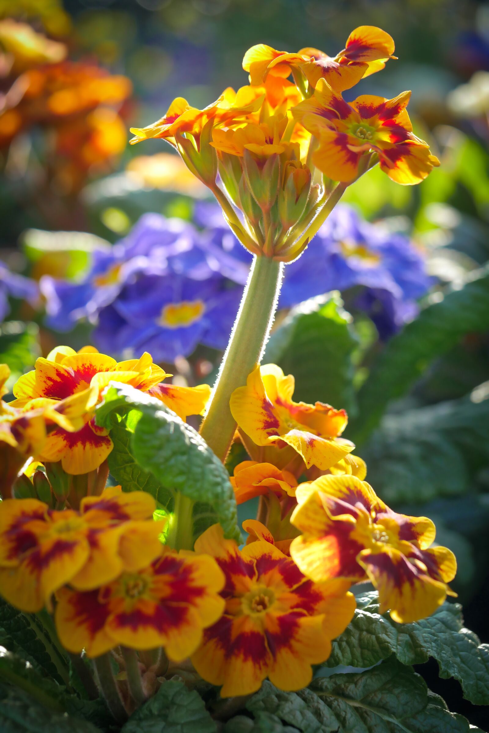 Panasonic Lumix DMC-GX8 sample photo. Flower, nature, plant photography